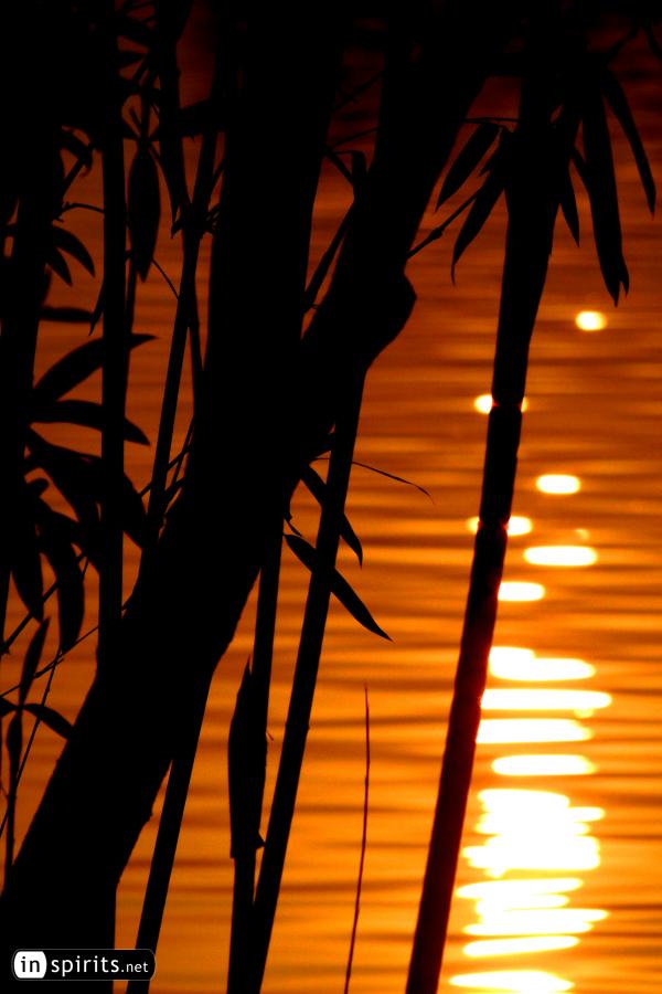 Sunset at Lake with Bamboo