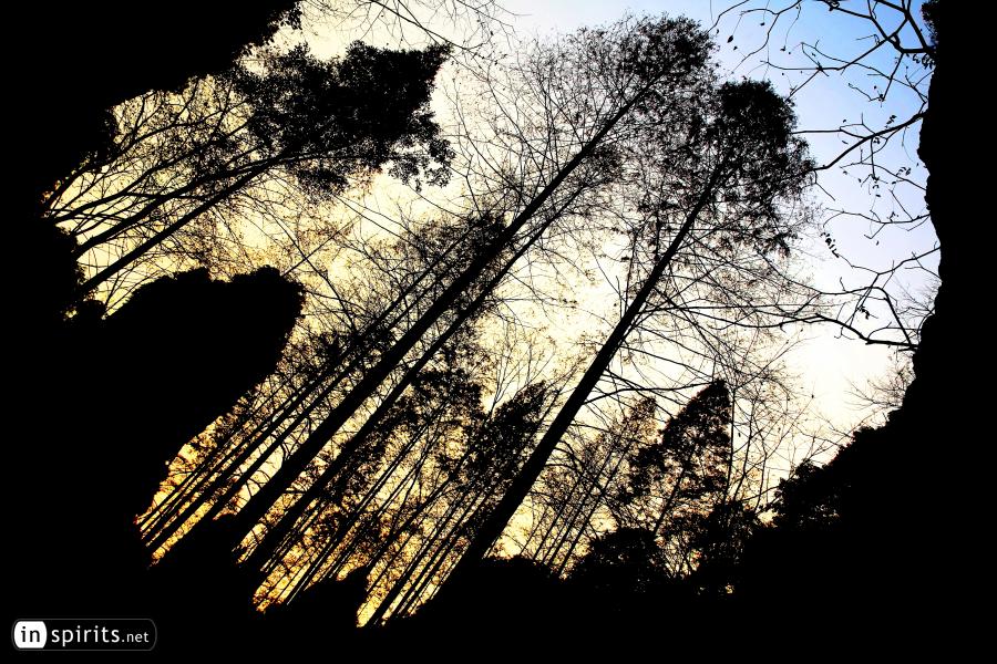 Looking up from a Zhangjiajie Canyon at Dusk