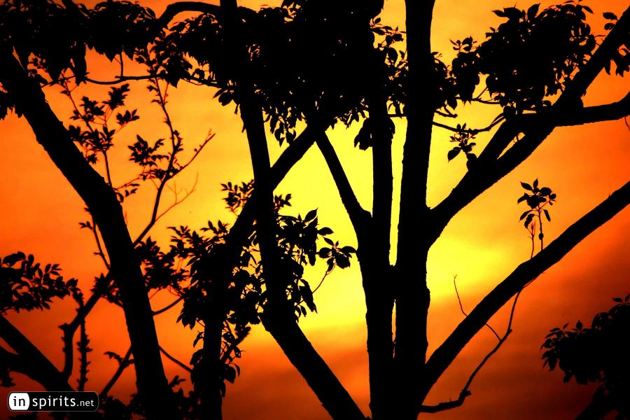 Trees in a park at sunset