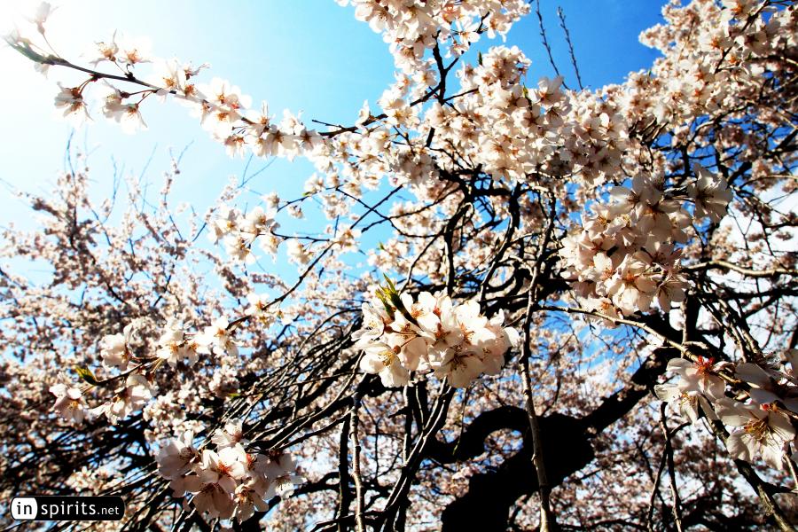 Sakura of Weeping Cherry Tree in Tokyo's Shinjuku Park