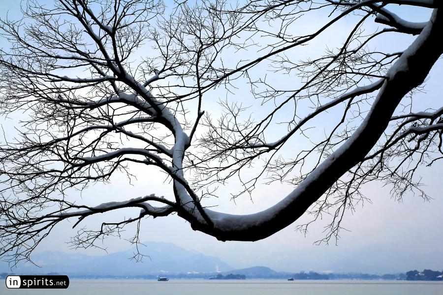 Snowy Tree at a West Lake winter scene in Hangzhou