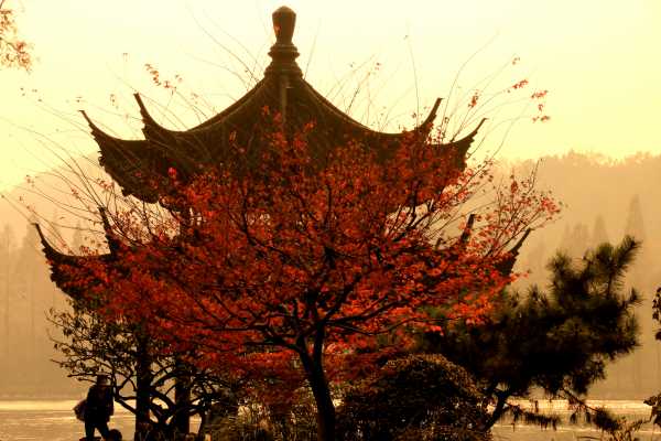 Maple