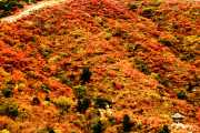 Canvas of Colors