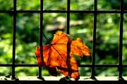 Behind Bars