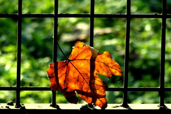 Autumn leaf in front of a fence