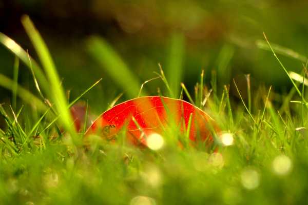A red autumn leaf shines in the grass