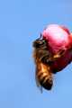 Kiss From a Plum