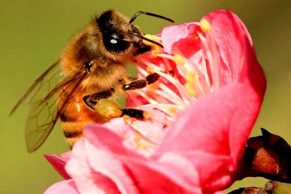 Honey bee is feasting from plum blossoms