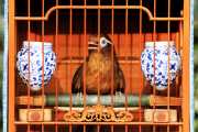 The Bawler