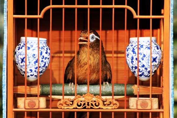 Bird Singing in his Cage at a Shanghai Park 