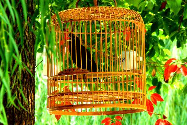 Bird cage hanging in a tree in autumn