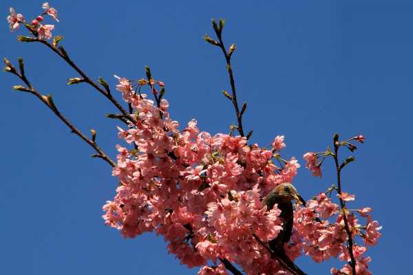 Bird Hiding in Pink Cherry Blossom Tree in Japan