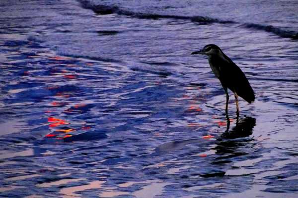 Bird in a river at sunset