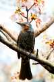Songbird's Hanami