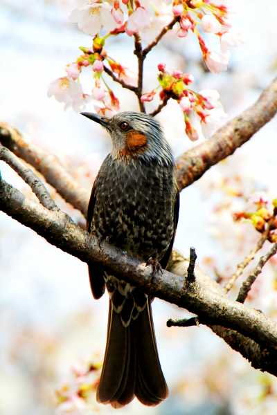 Singing bird, admiring the cherry blossom in Tokyo
