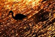 A Thousand Sparkles on the Shore