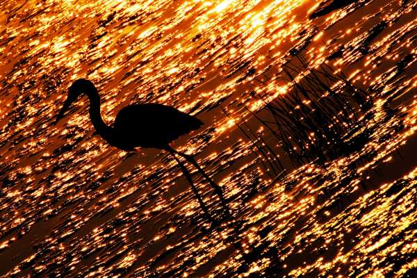 Egret Bird on the Shore of a Sparkling River