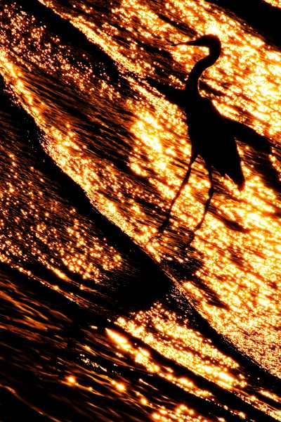 Egret Bird in the Sparkling Waves at Sunset