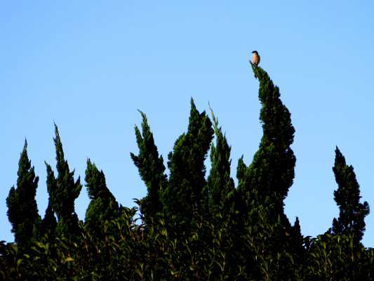 Bird Holding its Balance on a Crooked Tree Top