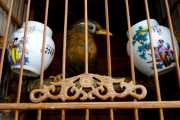 Bird Watching