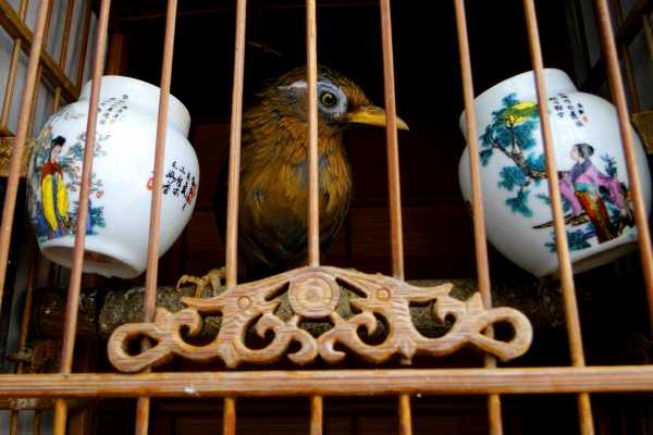 A Chinese bird is watching its audience
