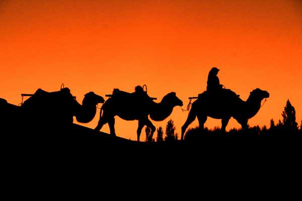 Sunset Silhouette of Camels in the Desert Oasis of Dunhuang