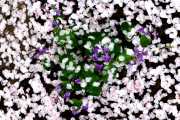 Cherry Blossom's Resting Place