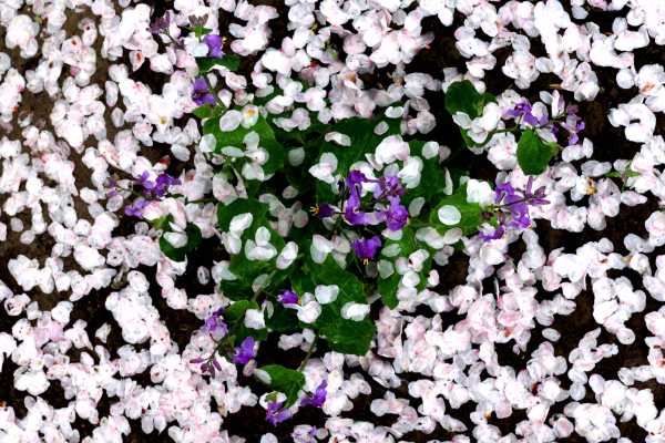 Sakura's end: cherry blossoms after the rain