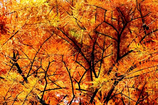 Conifer Trees Ablaze with Yellow and Red Autumn Colors