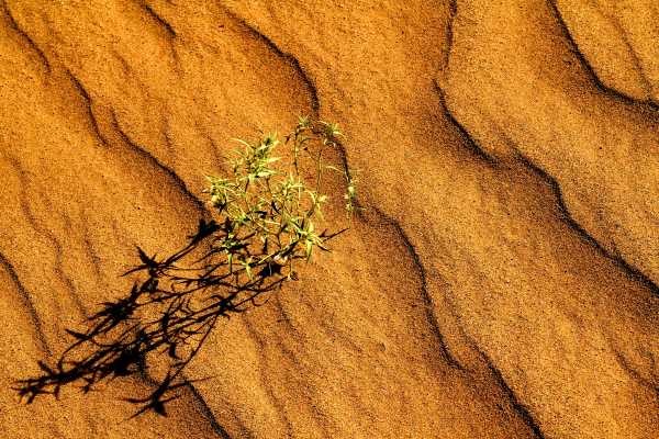 Gobi desert