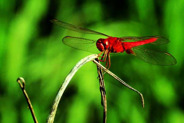 Mating Dragonfly Clad in Red in a Guangxi Rice Field