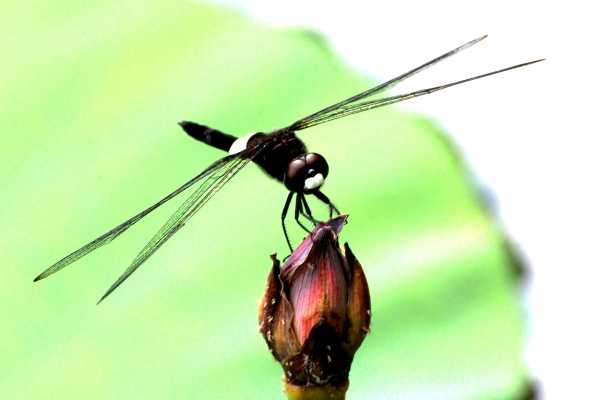 A dragonfly is landing on a lotus pond