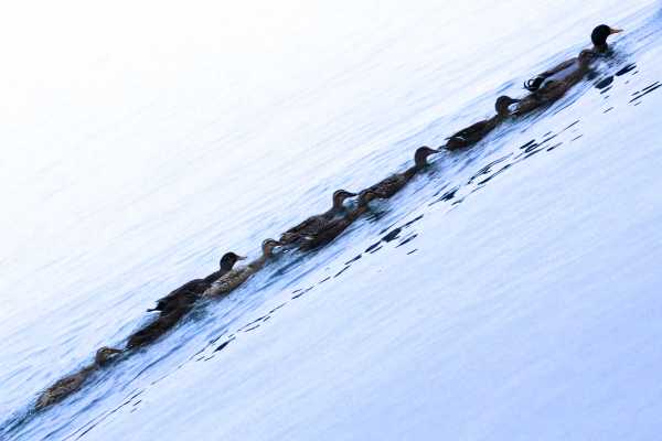 Ducks line on the winter lake to form a living brush stroke