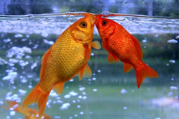 Gold fishes kissing underwater