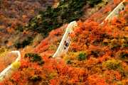Autumn Symphony