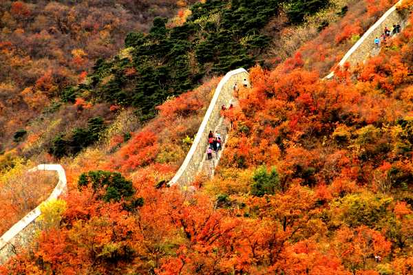 Autumn Colors at Fragrant Hills Park in Beijing