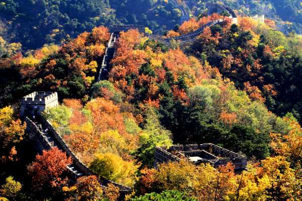 The Great Wall of Mutianyu explodes in autumn colors