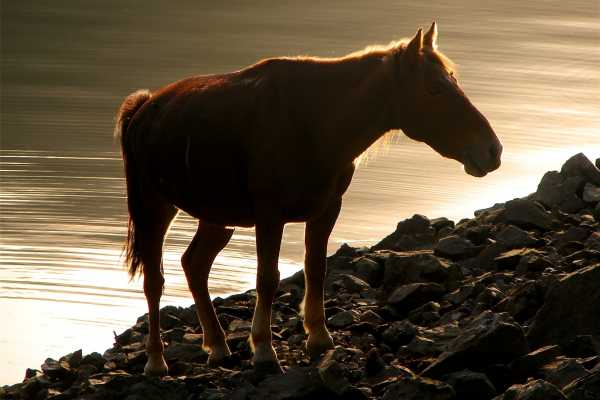 The Animal Kingdom