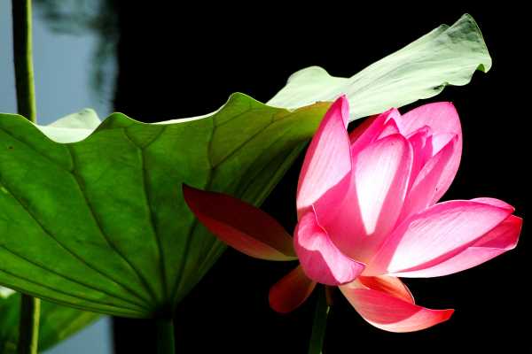 Lotus Flower in Beijing
