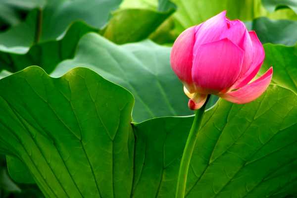 Lotus flower in Nanjing