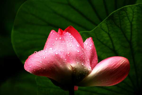 The great lotus flower, touched by rain drops