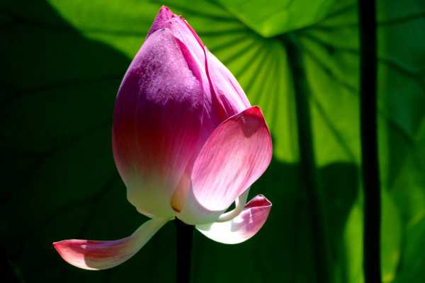 An Ode to Flowers