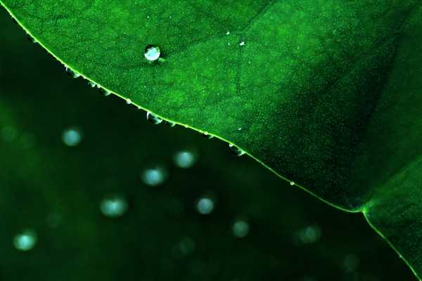 Rain pearls on a Lotus Leaf in Shanghai's People's Park