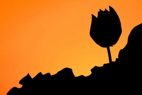 The sunset paints the lotus orange