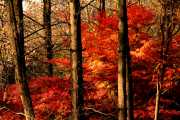Autumn Fire