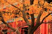 Red and Yellow