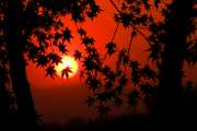 Autumn Sun