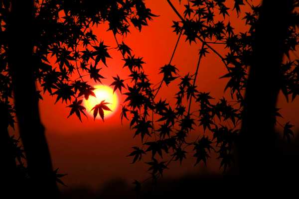 Autumn Maple Silhouette at Sunset in Hangzhou
