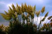 Sea of Gold