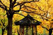 Yellow Pavilion